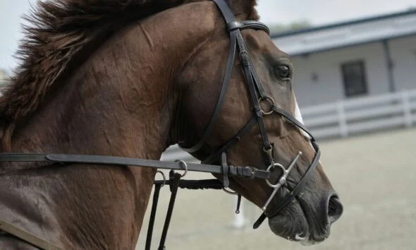 NS Horse Screen: Revolutionizing Equine Health Monitoring